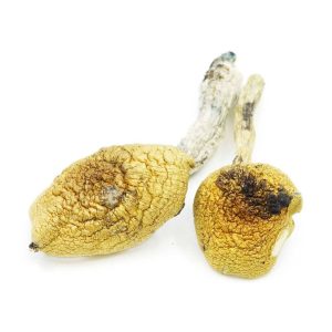 White Golden Teachers Mushroom