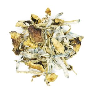 White Golden Teachers Mushroom