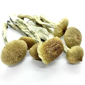 PES Amazonian Cubensis Mushroom